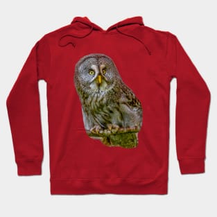 The Phantom of the North - The Great Grey Owl Hoodie